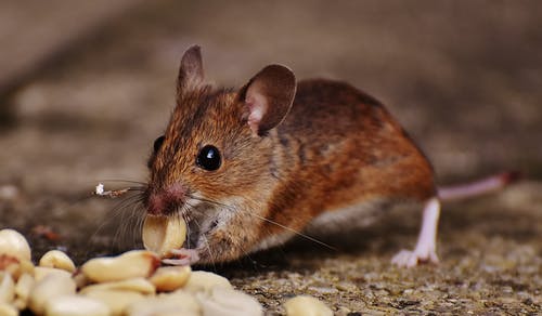 Jak účinně vyhubit doma myši? Zkuste je odlákat, aniž byste je museli zabíjet!